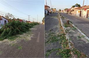 Árvores cortadas a mando da Prefeitura de Buriti dos Lopes (Foto: Reprodução) Árvores cortadas a mando da Prefeitura de Buriti dos Lopes (Foto: Reprodução)