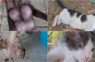 Gatos abandonados na avenida Marechal Castelo Branco com saúde debilitada (Foto: Reprodução) Gatos abandonados na avenida Marechal Castelo Branco com saúde debilitada (Foto: Reprodução)