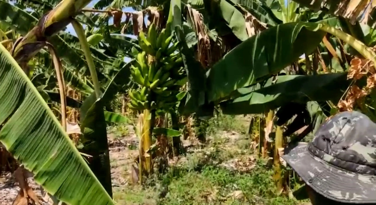 Horta também tem plantação de frutas e sofre com a falta de água