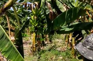 Horta também tem plantação de frutas e sofre com a falta de água (Foto: Josué Melo/Conecta Piauí) Horta também tem plantação de frutas e sofre com a falta de água (Foto: Josué Melo/Conecta Piauí)