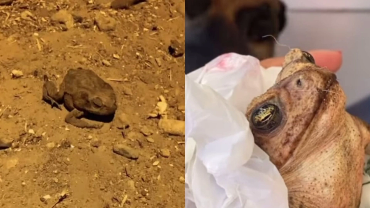 Mulher recebe sapos com a boca costurada no Piauí e toma atitude