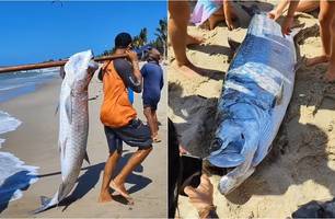 O Camurupim pode chegar a mais de 100 kg (Foto: Reprodução) O Camurupim pode chegar a mais de 100 kg (Foto: Reprodução)