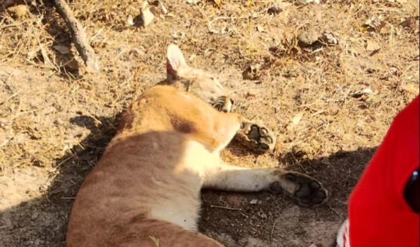Onça morre atropelada em estrada rural entre São João do Arraial e Esperantina