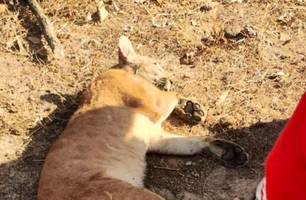 Onça morre atropelada em estrada rural entre São João do Arraial e Esperantina (Foto: Divulgação) Onça morre atropelada em estrada rural entre São João do Arraial e Esperantina (Foto: Divulgação)