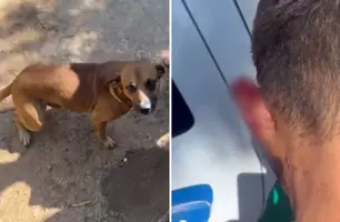 Cachorro vira-lata caramelo morde orelha de ladrão e impede roubo (Foto: Reprodução) Cachorro vira-lata caramelo morde orelha de ladrão e impede roubo (Foto: Reprodução)