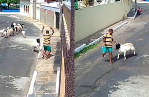 Homem é atacado por carneiro valente e vídeo viraliza na internet (Foto: Reprodução) Homem é atacado por carneiro valente e vídeo viraliza na internet (Foto: Reprodução)