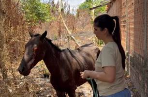 Thanandra Sarapatinhas resgata cavalo que foi queimado vivo em União (Foto: Reprodução) Thanandra Sarapatinhas resgata cavalo que foi queimado vivo em União (Foto: Reprodução)