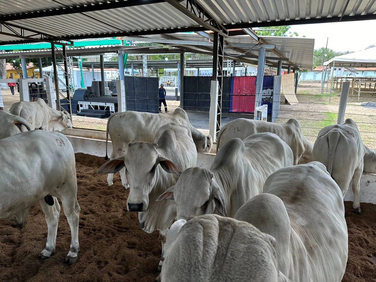 Exposição da Fazenda Thasso Felipe  na Expoapi