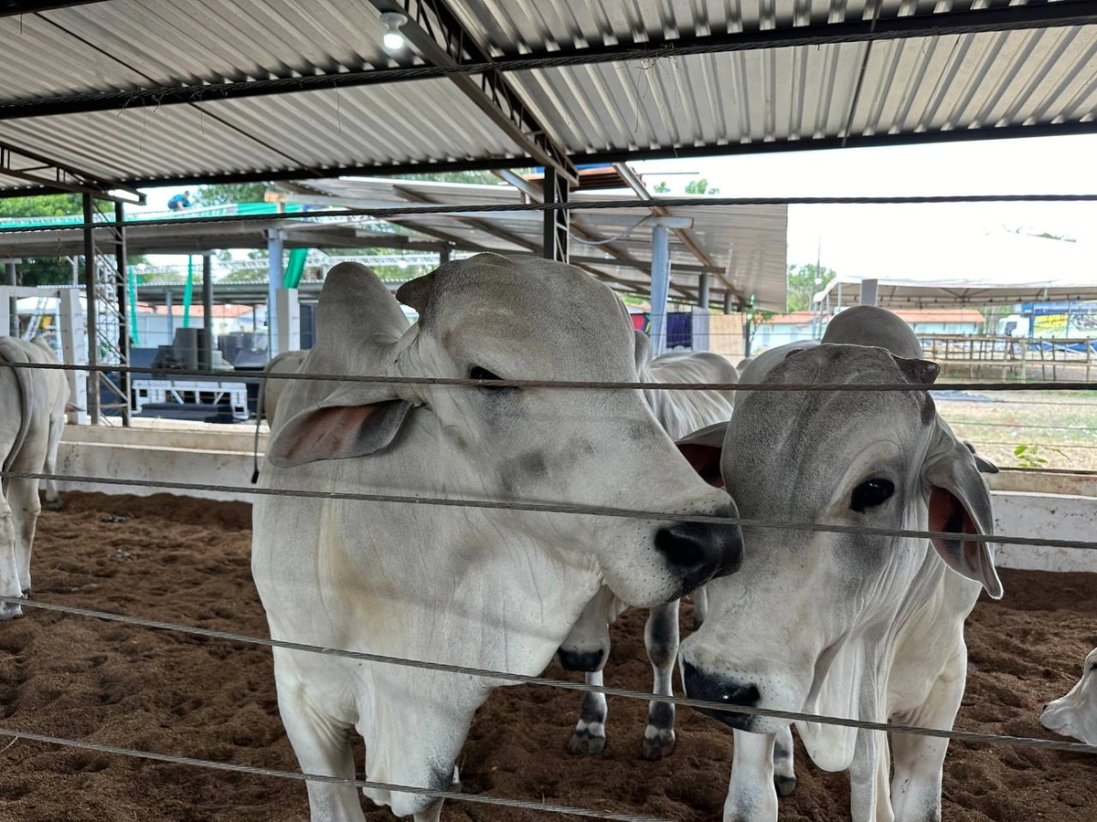Exposição da Fazenda Thasso Felipe  na Expoapi