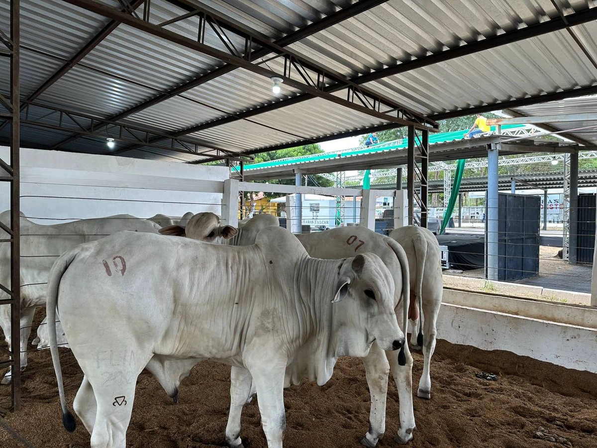 Exposição da Fazenda Thasso Felipe  na Expoapi