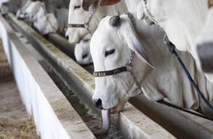 Fazenda Atalaia destaca qualidade e avanços genéticos da raça Nelore na Expoapi (Foto: Mateus Araújo / Conecta Piauí) Fazenda Atalaia destaca qualidade e avanços genéticos da raça Nelore na Expoapi (Foto: Mateus Araújo / Conecta Piauí)