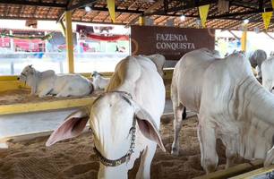 Fazenda Conquista abre shopping Nelore IN e realizará exposição durante Expoapi (Foto: Conecta Piauí) Fazenda Conquista abre shopping Nelore IN e realizará exposição durante Expoapi (Foto: Conecta Piauí)