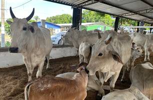 Fazenda do Alto exibe qualidade da raça Nelore ao pequeno criador na Expoapi (Foto: Stefanny Sales/Conecta Piauí) Fazenda do Alto exibe qualidade da raça Nelore ao pequeno criador na Expoapi (Foto: Stefanny Sales/Conecta Piauí)