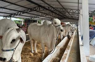 Fazenda JM marca presença e apresenta qualidade de raças em leilões na Expoapi (Foto: Stefanny Sales/Conecta Piauí) Fazenda JM marca presença e apresenta qualidade de raças em leilões na Expoapi (Foto: Stefanny Sales/Conecta Piauí)