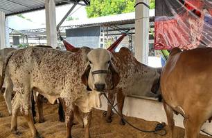 Fazenda JM realiza o 12º leilão Gir Leiteiro e Girolando na Expoapi nesta quinta (Foto: Stefanny Sales/Conecta Piauí) Fazenda JM realiza o 12º leilão Gir Leiteiro e Girolando na Expoapi nesta quinta (Foto: Stefanny Sales/Conecta Piauí)