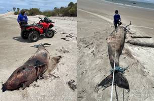 Golfinho morto é encontrado na praia da Carnaubinha, em Luís Correia (Foto: Reprodução) Golfinho morto é encontrado na praia da Carnaubinha, em Luís Correia (Foto: Reprodução)