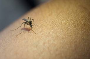 Aedes aegypti, mosquito transmissor da dengue, zika e chikungunya (Foto: Reprodução/ Ministério da Saúde) Aedes aegypti, mosquito transmissor da dengue, zika e chikungunya (Foto: Reprodução/ Ministério da Saúde)