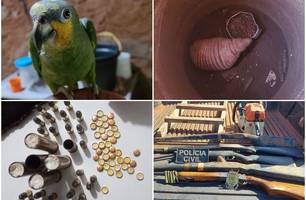 Animais e armas apreendidos (Foto: Divulgação) Animais e armas apreendidos (Foto: Divulgação)