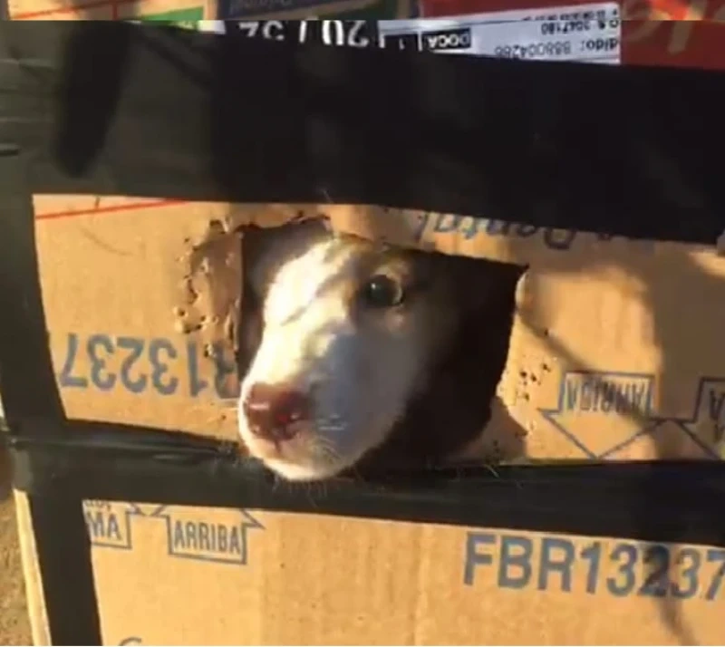 Caixa com os cachorros