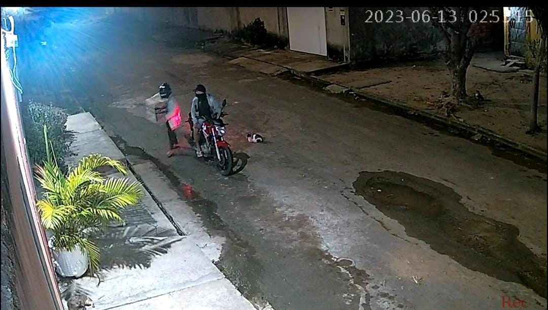 Imagens da câmera de segurança do local onde os animais foram abandonados