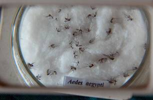 Mosquito transmissor da dengue, Aedes Aegypti (Foto: Arquivo/ Agência Brasil) Mosquito transmissor da dengue, Aedes Aegypti (Foto: Arquivo/ Agência Brasil)
