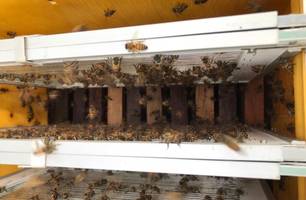 Produção de mel (Foto: Divulgação/ Governo do Piauí) Produção de mel (Foto: Divulgação/ Governo do Piauí)