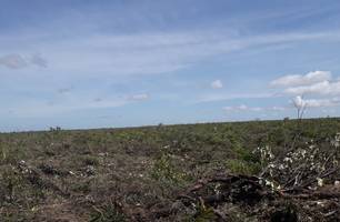 Área é alvo de disputa (Foto: Povo Akroá Gamella)
