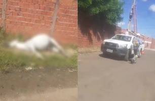 Cavalo morre após tocar em fio de alta tensão em Teresina (Foto: Reprodução/ Redes Sociais) Cavalo morre após tocar em fio de alta tensão em Teresina (Foto: Reprodução/ Redes Sociais)