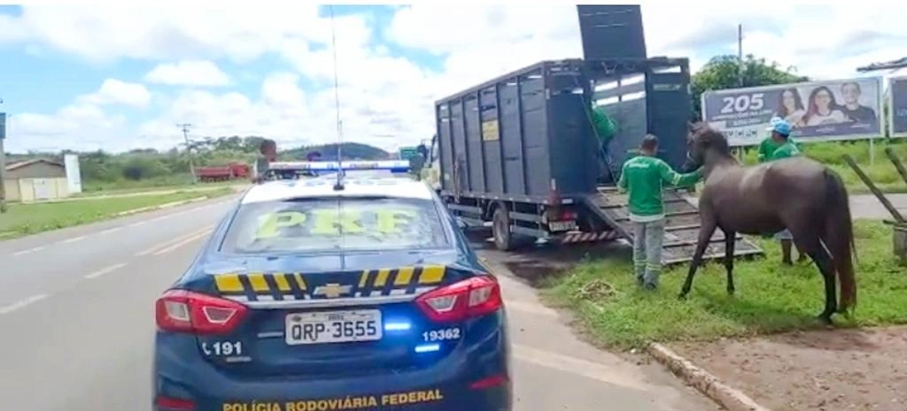 Fiscalização de animais