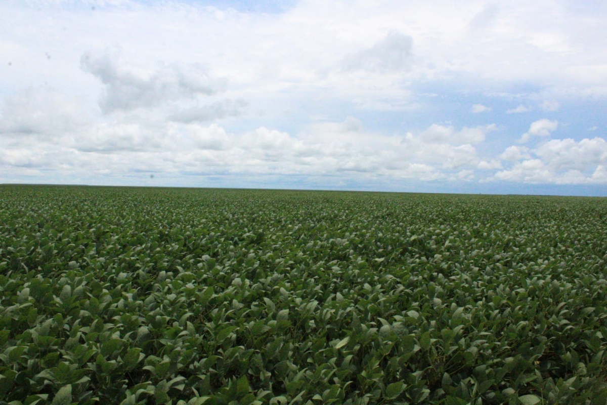 Plantação de soja no Piauí