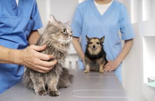 Alunos de Medicina Veterinária participam de campanha de vacinação contra raiva (Foto: Divulgação) Alunos de Medicina Veterinária participam de campanha de vacinação contra raiva (Foto: Divulgação)