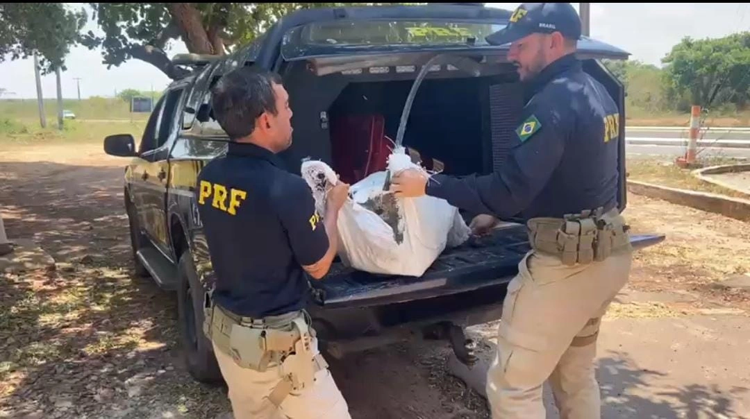 Animais apreendidos sem a devida fiscalização