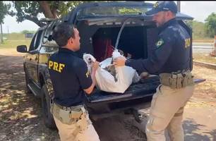 Animais apreendidos sem a devida fiscalização (Foto: Divulgação/PRF)