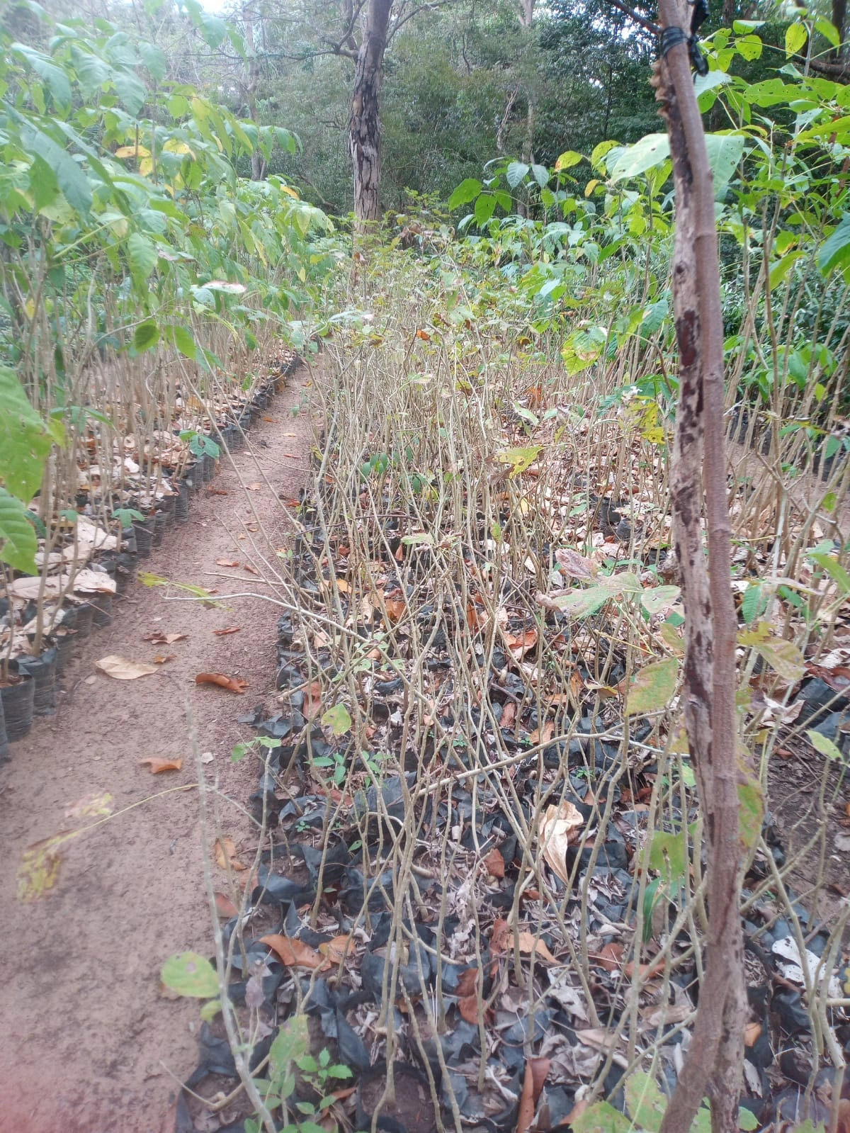 Ipês brancos mortos no viveiro da zona Norte