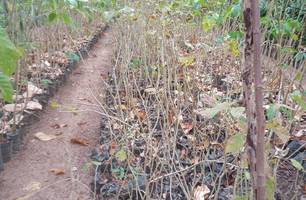 Ipês brancos mortos no viveiro da zona Norte (Foto: Reprodução)