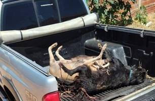 Matança: seis cachorros são encontrados mortos com sinais de envenenamento (Foto: Mural da Vila)