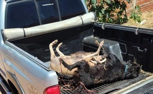 Matança: seis cachorros são encontrados mortos com sinais de envenenamento