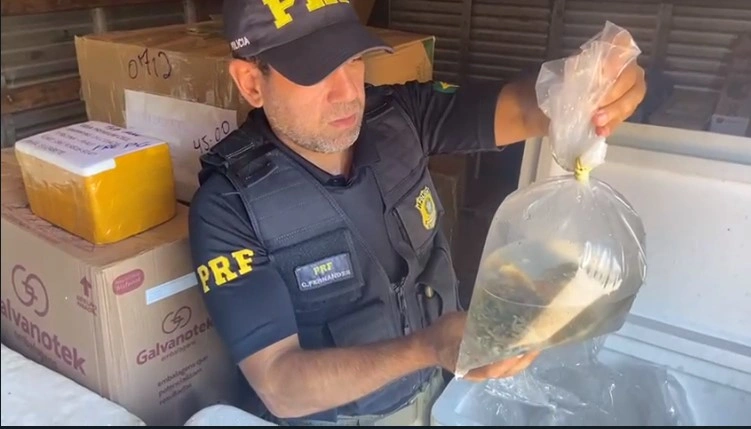 PRF apreende 1 tonelada de pescados sendo transportados irregularmente no Piauí