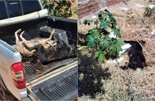 Animais foram envenenados (Foto: Mural da Vila) Animais foram envenenados (Foto: Mural da Vila)