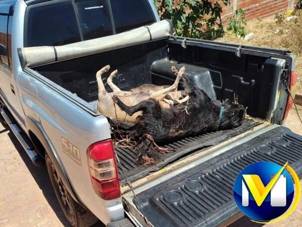 Animais foram envenenados