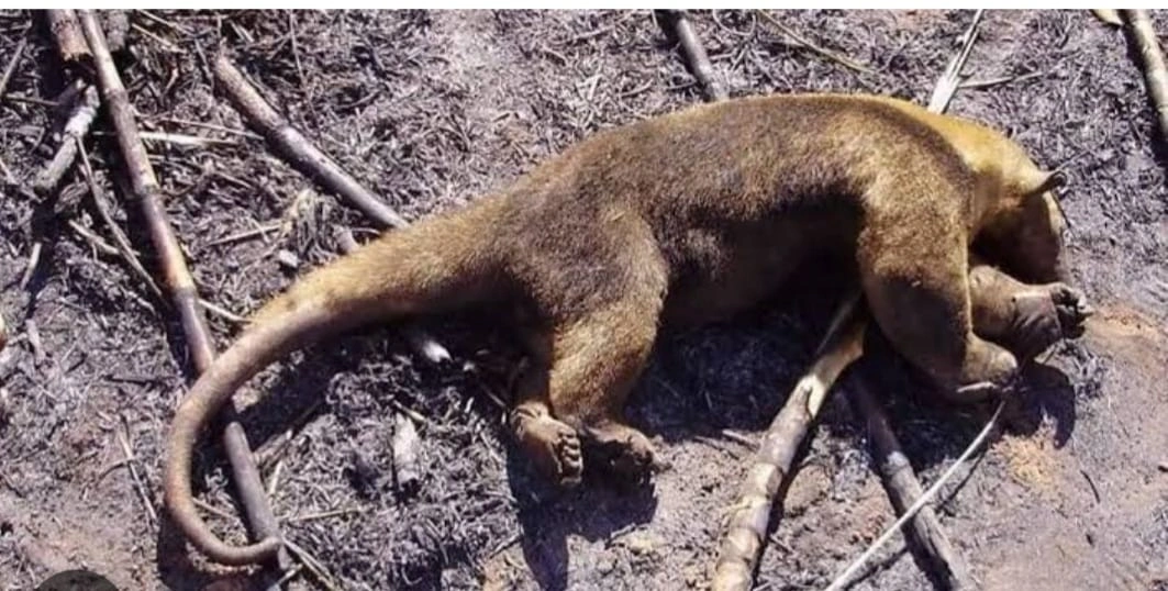 Animais morrem durante incêndio na divisa do Piauí com o Ceará