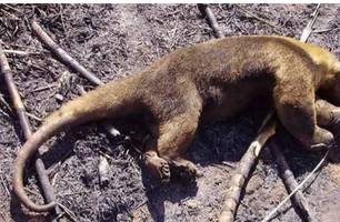 Animais morrem durante incêndio na divisa do Piauí com o Ceará (Foto: Divulgação)