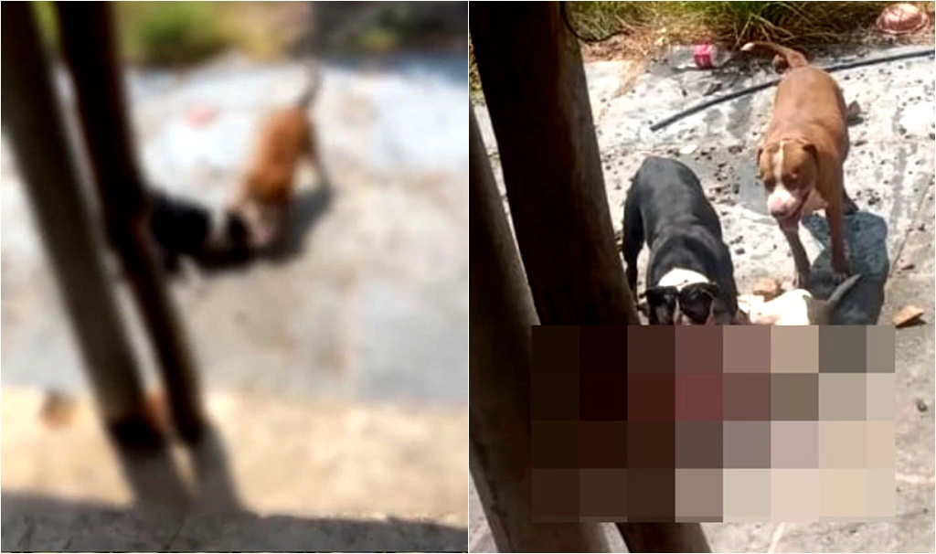 Ataque de pitbulls em Luís Correia