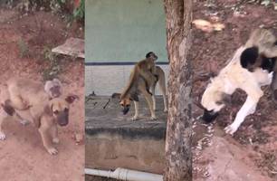 Macaco foi flagrado montando em cães no município de Picos (Foto: Reprodução) Macaco foi flagrado montando em cães no município de Picos (Foto: Reprodução)