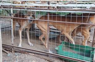 Maus-tratos a cães na cidade de União (Foto: Reprodução) Maus-tratos a cães na cidade de União (Foto: Reprodução)