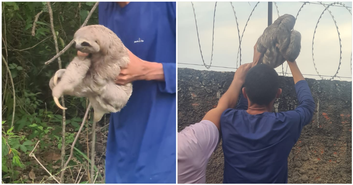 Bicho-preguiça é capturado no momento em que fugia do Zoobotânico em Teresina