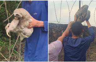 Bicho-preguiça é capturado no momento em que fugia do Zoobotânico em Teresina (Foto: Reprodução) Bicho-preguiça é capturado no momento em que fugia do Zoobotânico em Teresina (Foto: Reprodução)