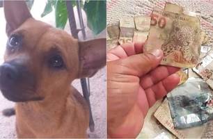 Cachorro rasgou dinheiro em Esperantina (Foto: Reprodução) Cachorro rasgou dinheiro em Esperantina (Foto: Reprodução)