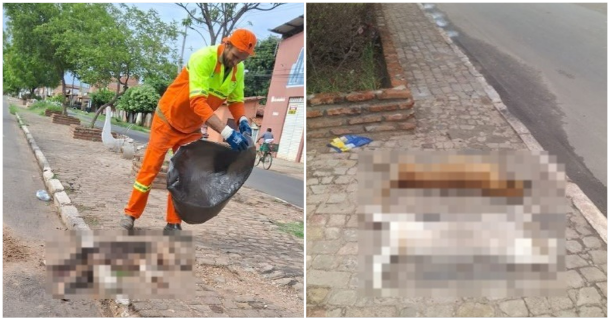 Cachorros são mortos em Timon após ingerir lixo com veneno no Parque Alvorada