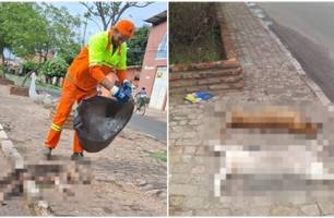 Cachorros são mortos em Timon após ingerir lixo com veneno no Parque Alvorada (Foto: Reprodução) Cachorros são mortos em Timon após ingerir lixo com veneno no Parque Alvorada (Foto: Reprodução)